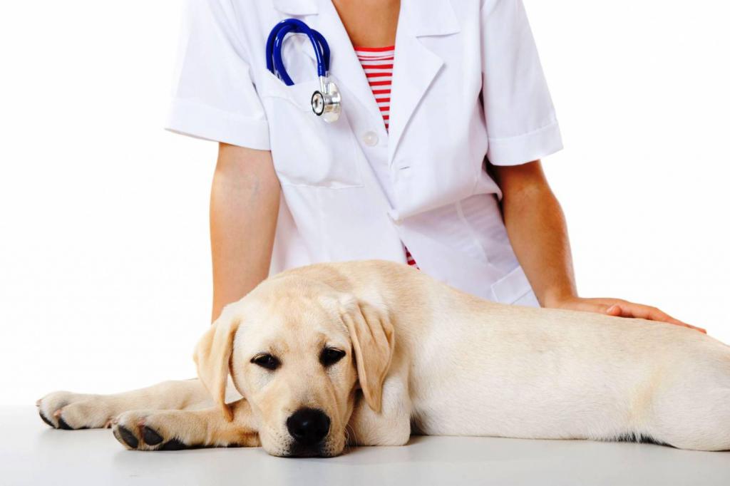 Лечение эндометрита у собак