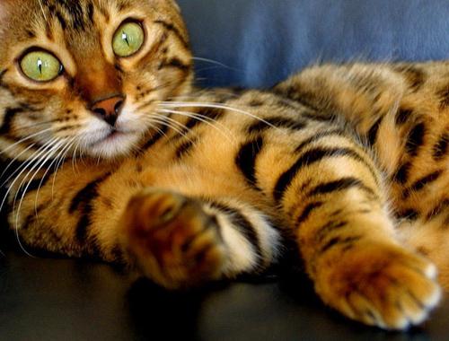 домашняя леопардовая кошка