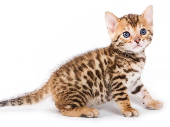 леопардовые кошки порода