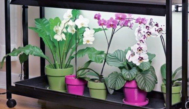 Освещение для орхидей
