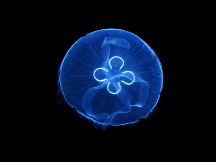 медуза аурелия строение