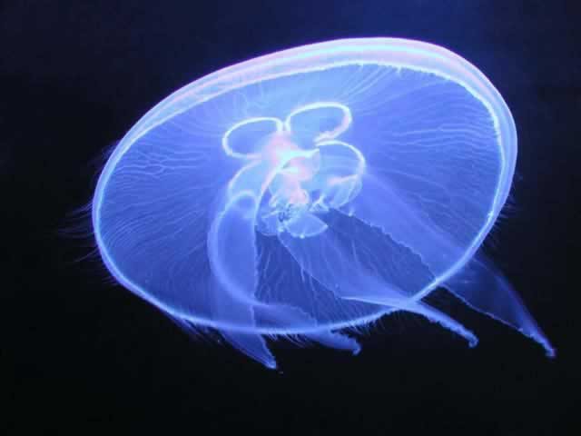 аурелия ушастая медуза