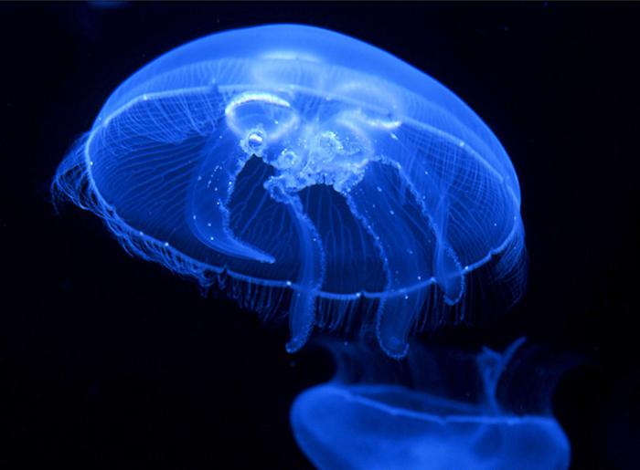 медуза аурелия описание особенности содержания размножение