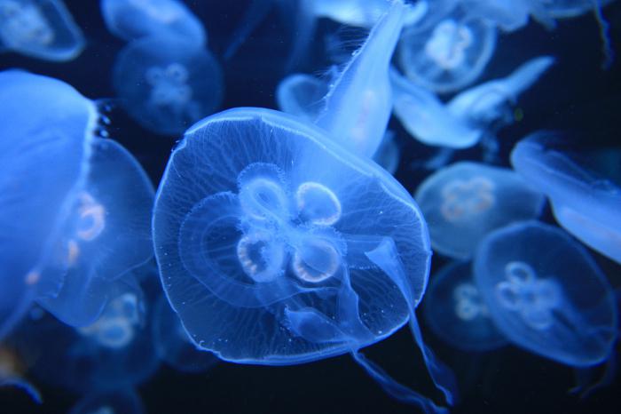 медуза аурелия