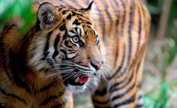 суматранский тигр большие кошки