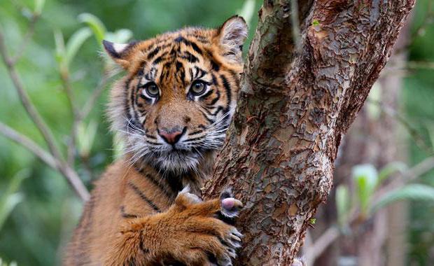суматранский тигр семейство кошачьих