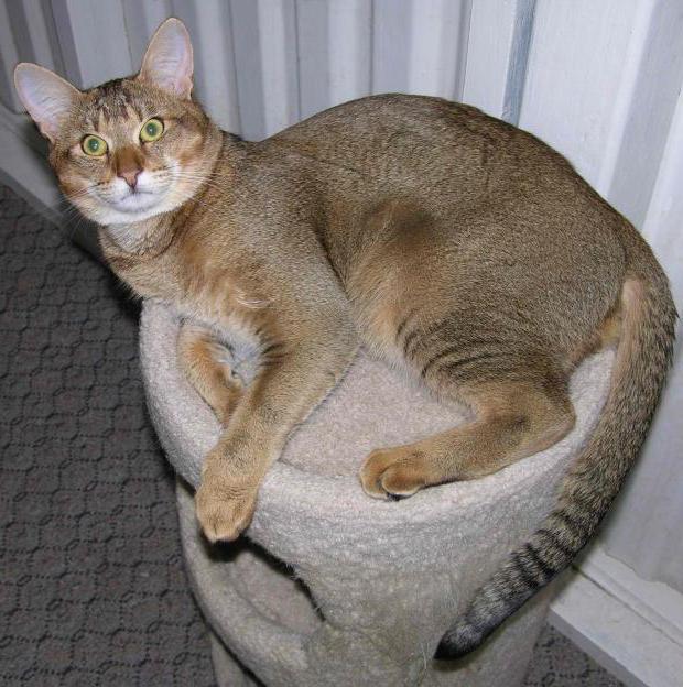 камышовый кот особенности породы и содержание дома