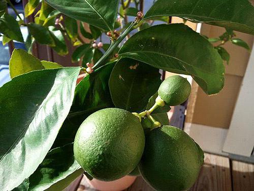 лимонное дерево уход в домашних условиях