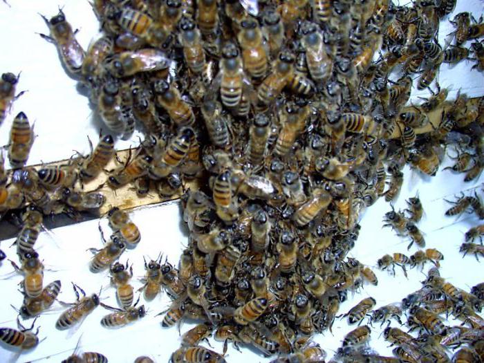 продукция пчеловодства