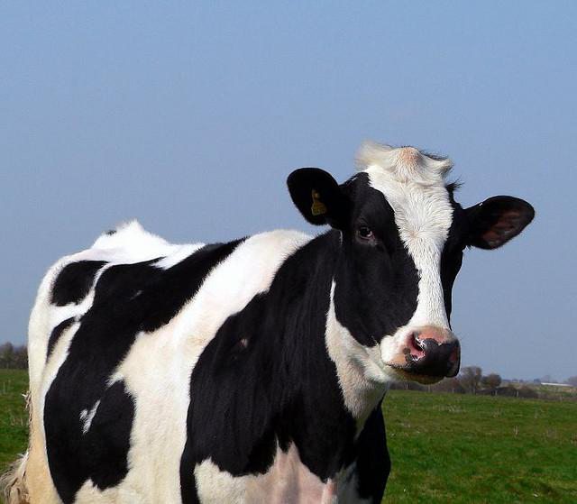  холмогорская порода коров характеристика 