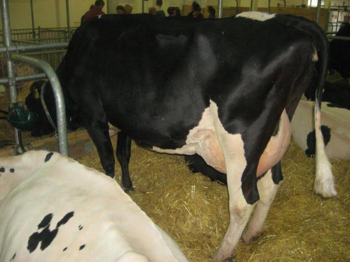 холмогорская порода коров описание и характеристики