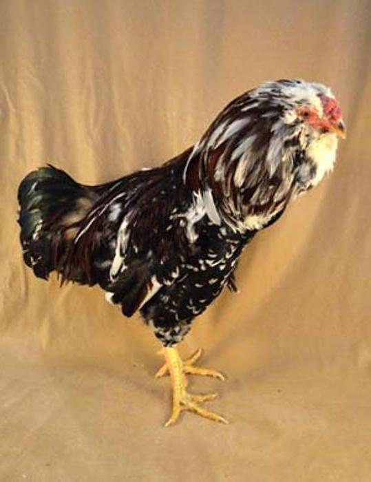 орловская курица порода кур