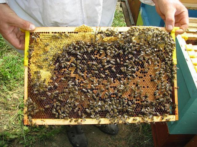 карника пчелы характеристика