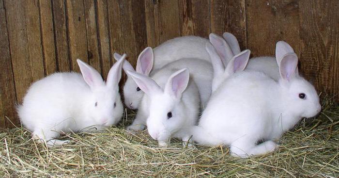 содержание и разведение кроликов в вольерах
