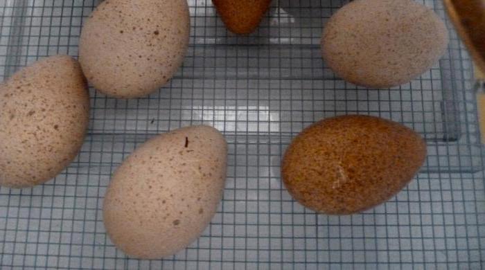 режим инкубации индюшиных яиц в домашних условиях
