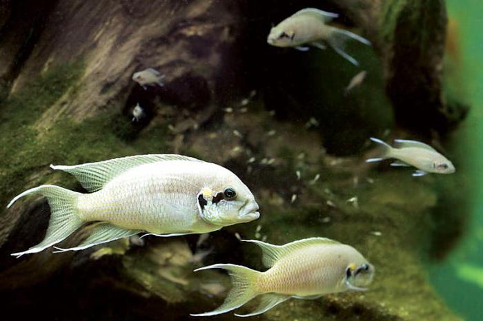 аквариумная рыбка принцесса бурунди