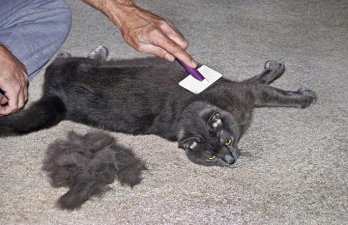 эозинофильная гранулема кошек передается человеку 