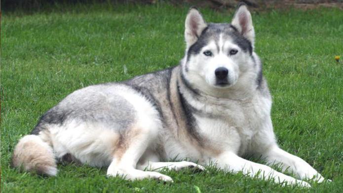 топ 10 самых сильных собак в мире сибирский хаски