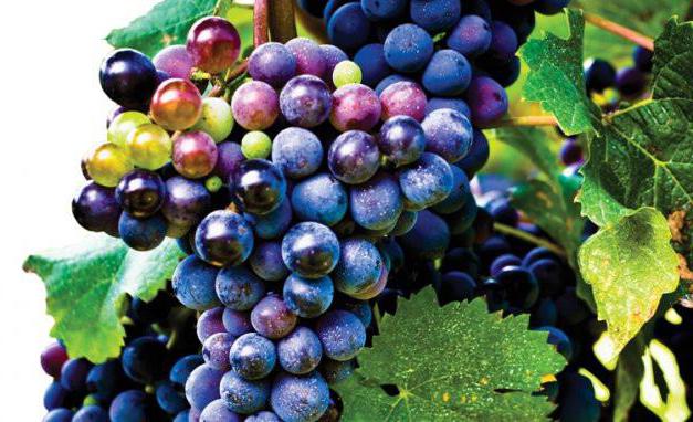 виноград каберне совиньон описание сорта 