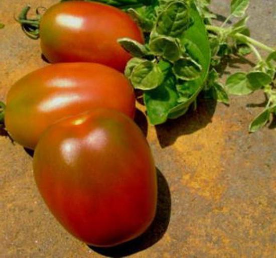 помидоры сорт сливки фото