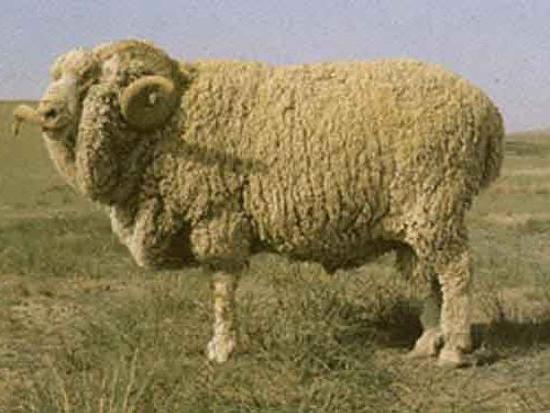 породы овец тонкорунные