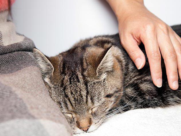 насморк у кошек лечение в домашних условиях