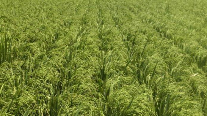 выращивание риса в краснодарском крае