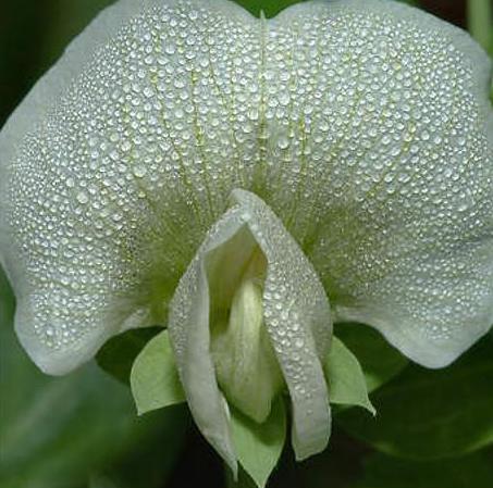 актиноморфный и зигоморфный цветок