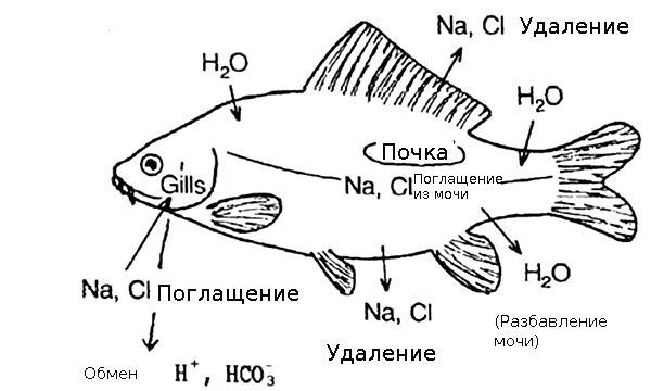 строение выделительной системы рыб