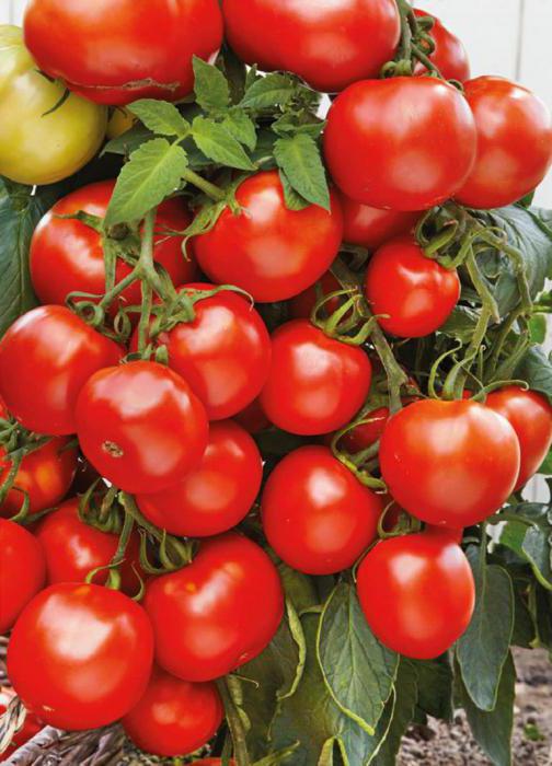 томат красным красно выращивание