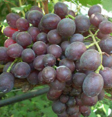 виноград заря несветая описание сорта