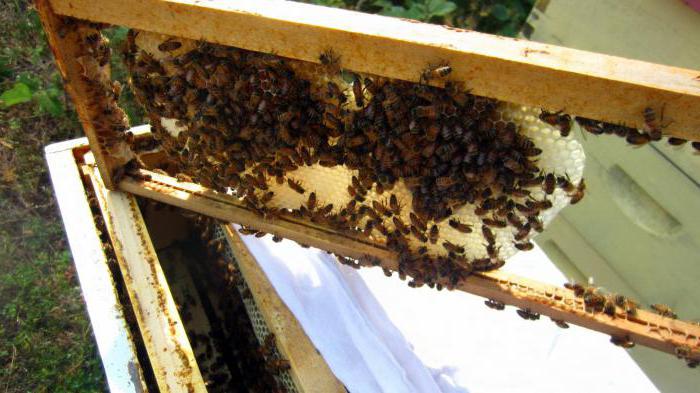 формирование отводка пчел