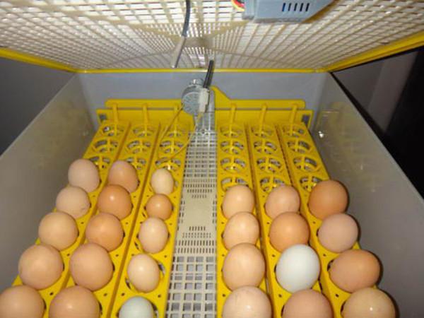 китайские инкубаторы для яиц