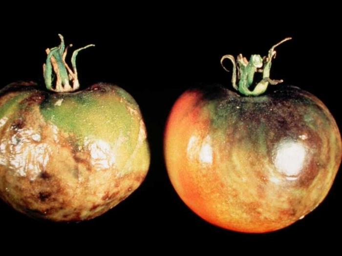 борьба с фитофторозом томатов