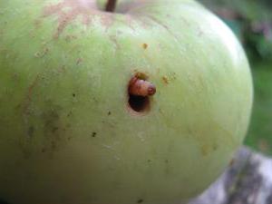 гусеницы на яблоне