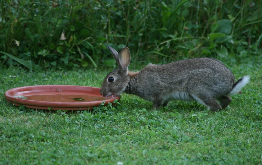 Как сделать поилки для кроликов
