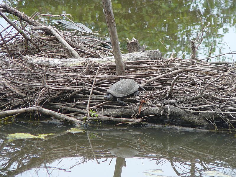 Болотная черепаха на суше