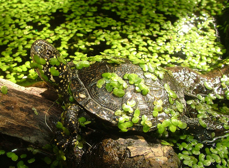 Болотная черепаха в пруду