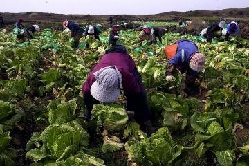 чем удобрять капусту при посадке