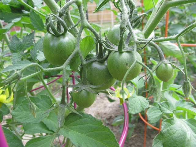 Плодовитый томат Джина