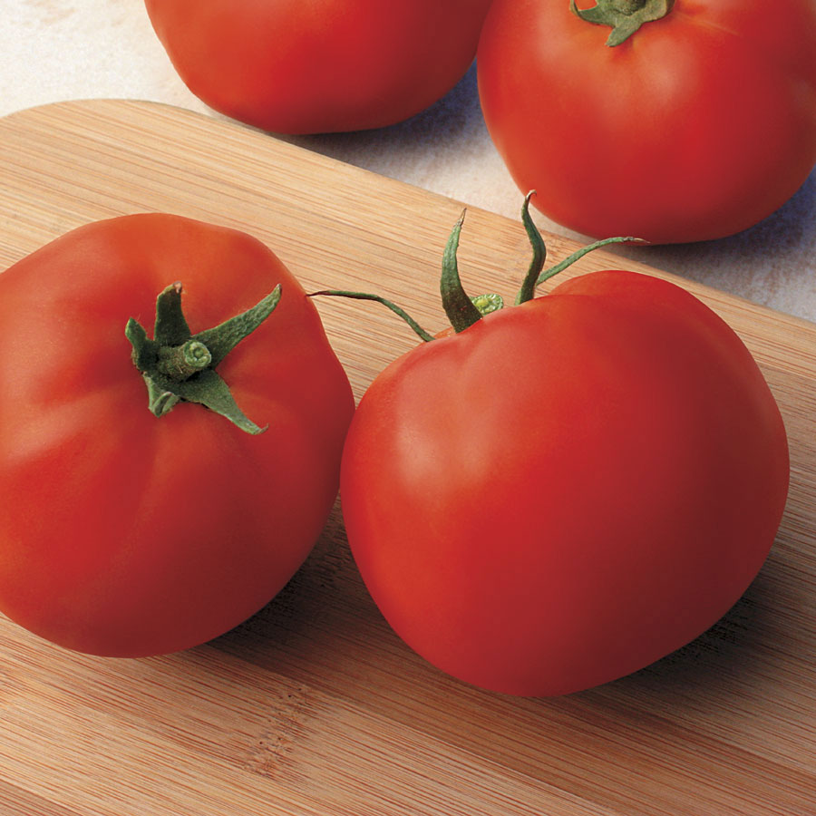 Джина - среднеранний томат