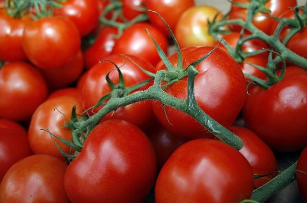 Урожай томатов Джина