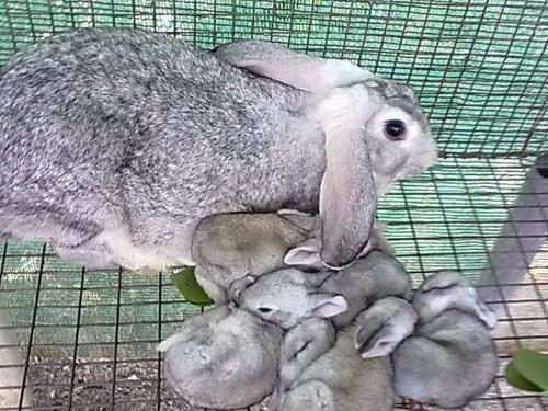 Содержание кроликов