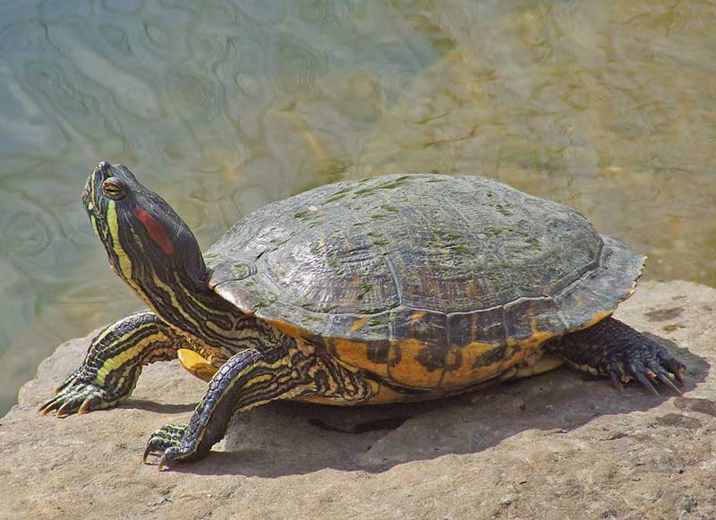 Самец красноухой черепахи