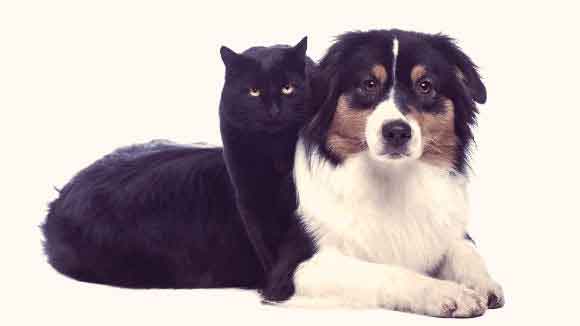 Иммуностимуляторы для кошек и собак