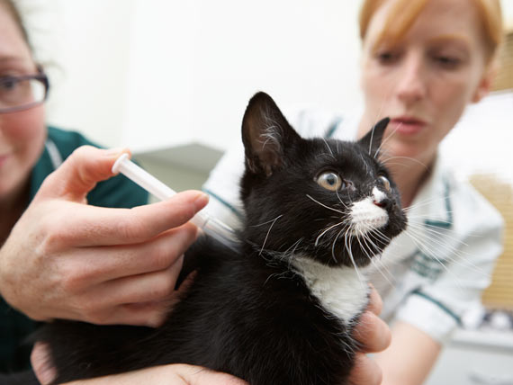 Лечение кошки "Байтрилом"