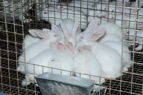 Кролиководческие хозяйства