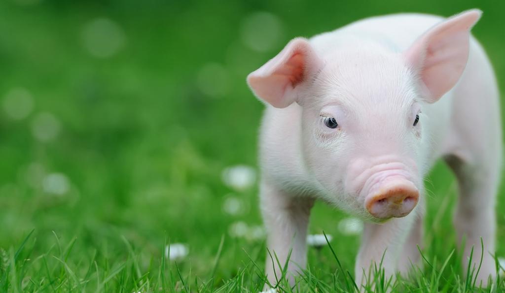 Пищеварительная система свиней