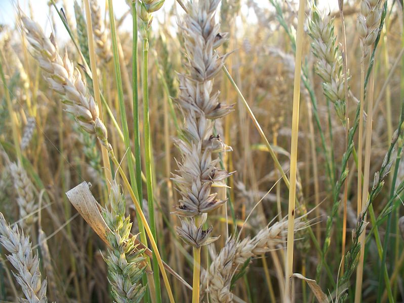Потери урожая пшеницы