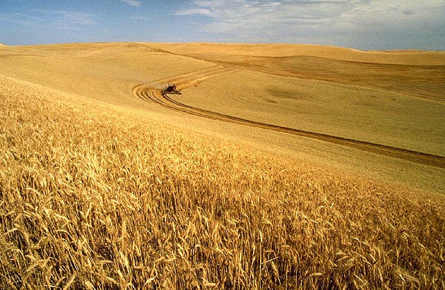 Пшеница на полях